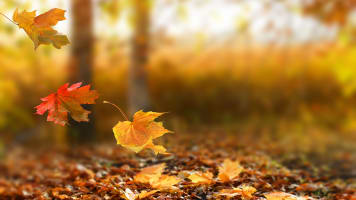 carrier-rentals-creating-fall-checklist-articles