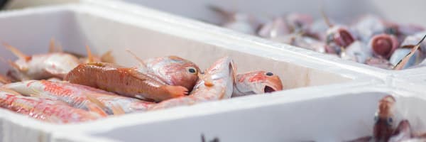 Blog-seafood-transportation-fresh-fish-1200x400