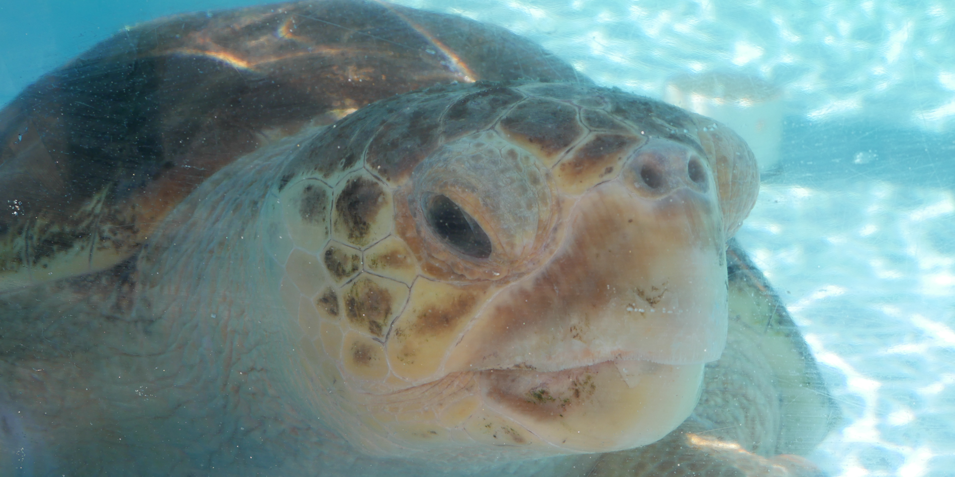 Carrier Helps to Rehabilitate Sea Turtle Released Back to the Ocean