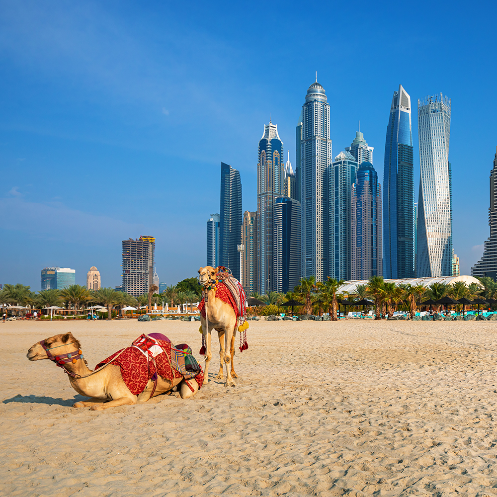 camels-in-dubai