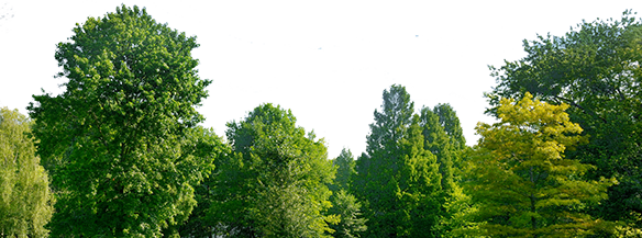 spring-trees-background
