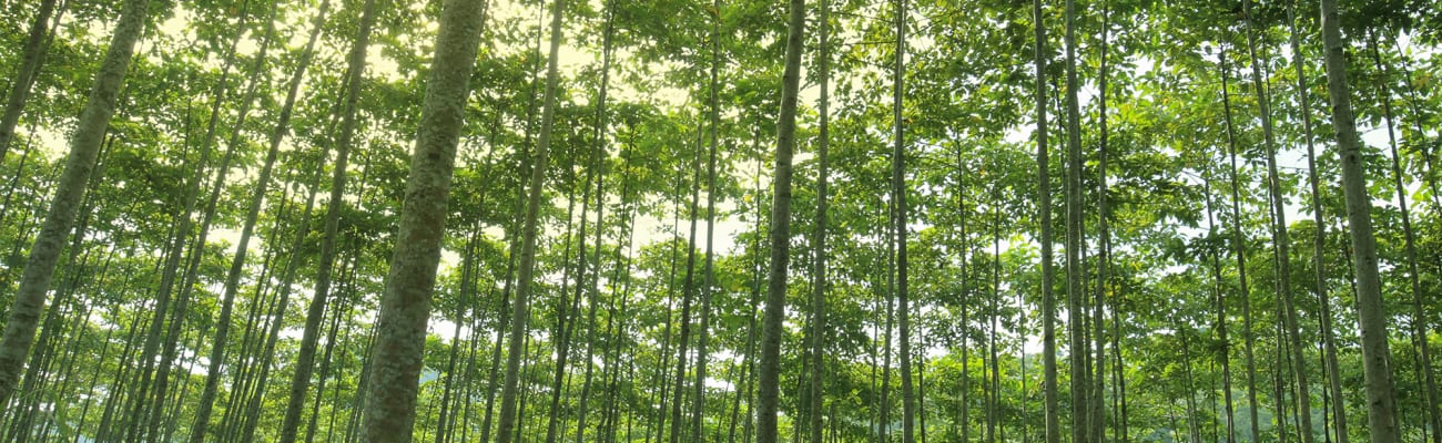 green-forest