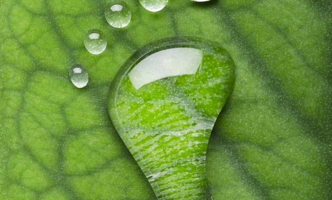 green-leaf-water-drop-footprint_sq