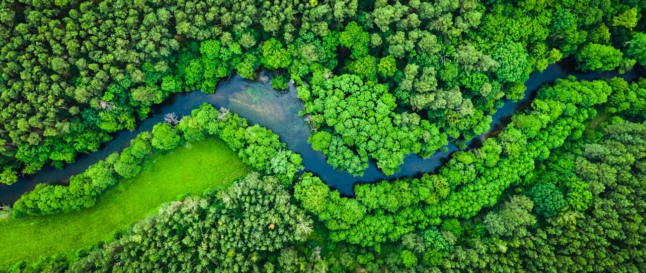 trees_aerial_291096115