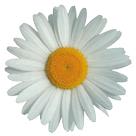 white-daisy white-daisy