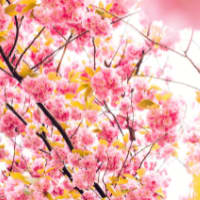 Flowers_box