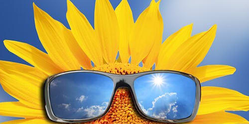 sun-flower-eflash-july-2020 sun-flower-eflash-july-2020