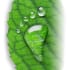 green-leaf-water-drop-footprint_c