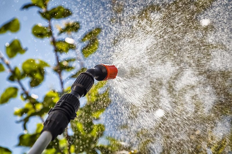 spray-tree-pests spray-tree-pests