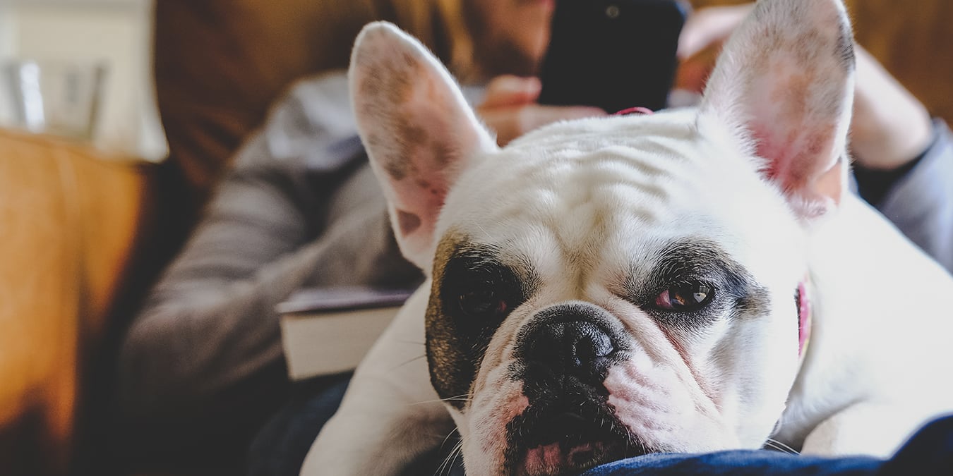 french-bulldog-on-lap-on-leather-couch-3x2