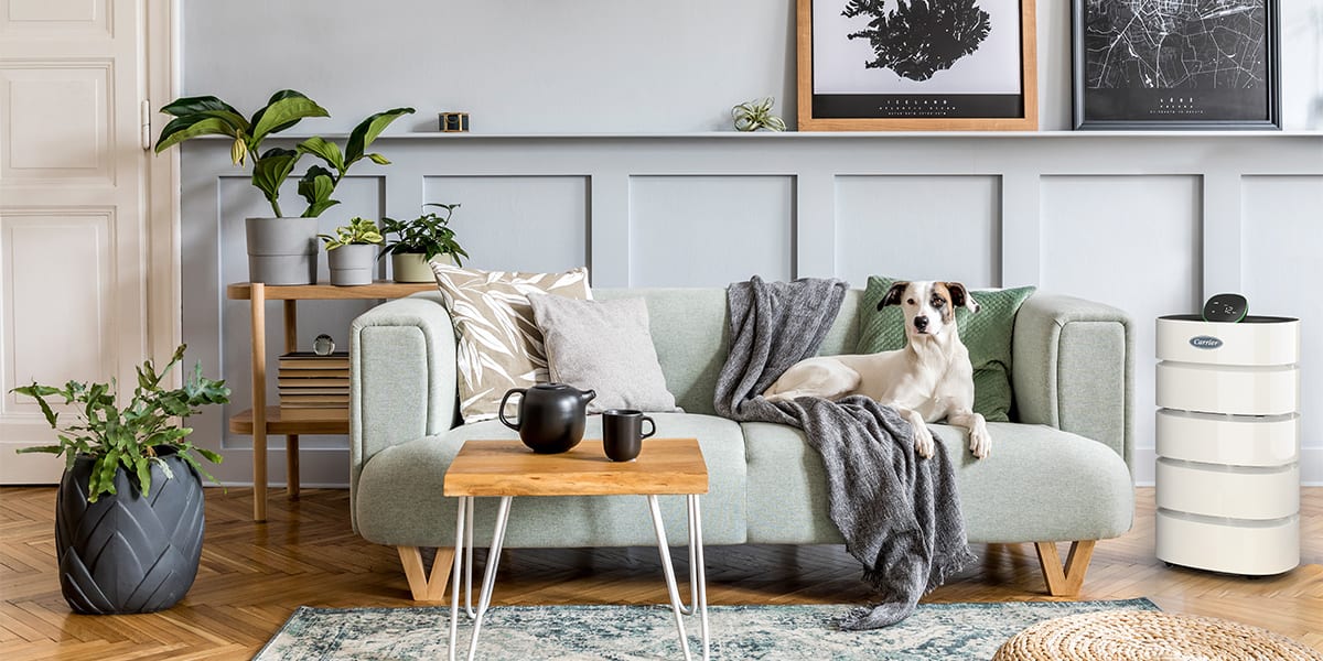 carrier-air-purifier-for-allergies-next-to-a-dog-sitting-on-a-couch