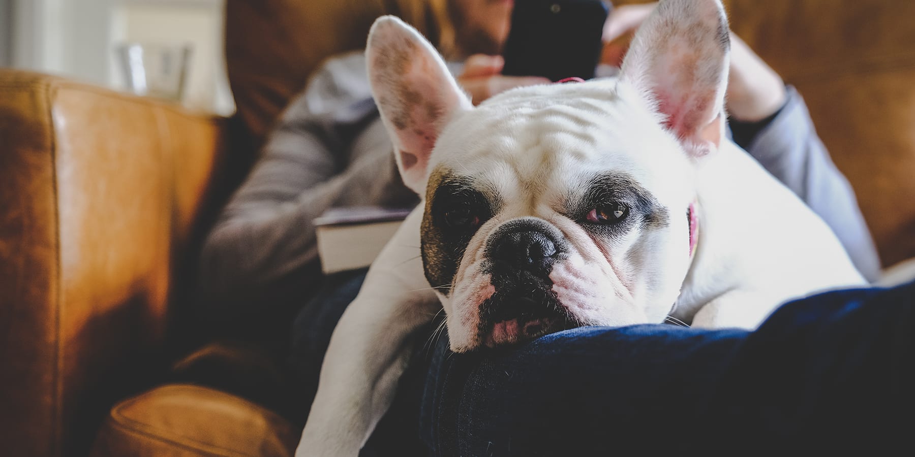 french-bulldog-on-lap-on-leather-couch