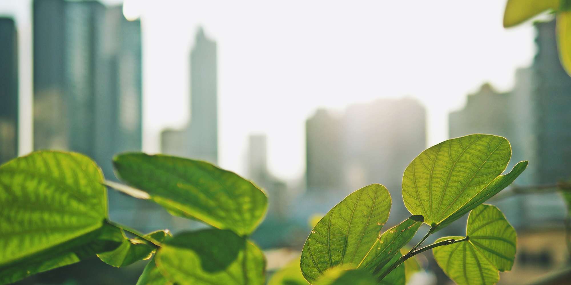 city-and-nature_c