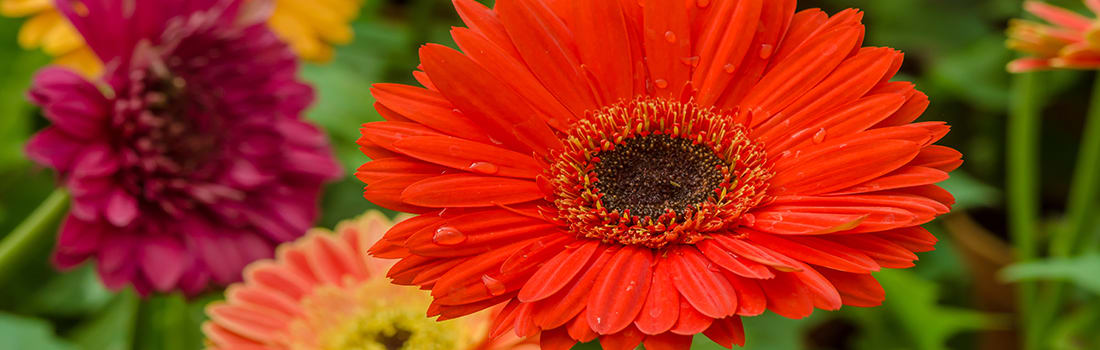 Fresh Cut Flowers blog header Closeup of flowers