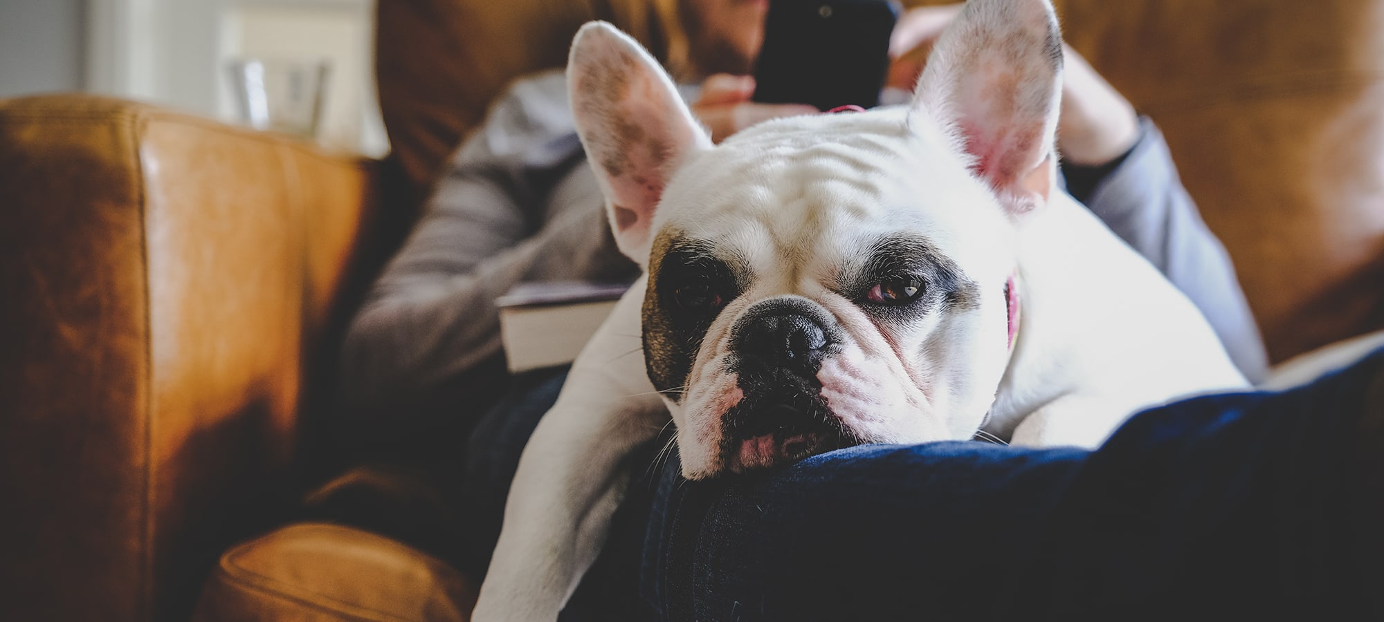 french-bulldog-on-lap-on-leather-couch french-bulldog-on-lap-on-leather-couch