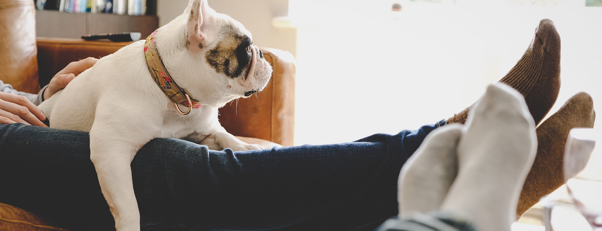 a couple and dog relax in living room of home with high furnace afue rating a couple and dog relax in living room of home with high furnace afue rating