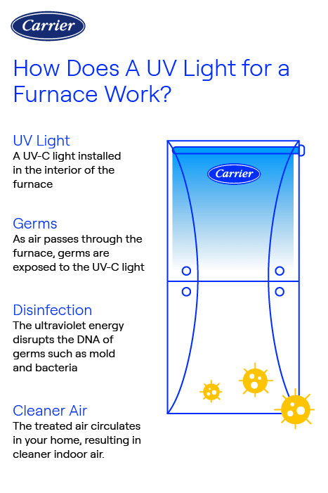 Infographic by Carrier explaining how a UV light in a furnace works, showing UV-C light installation, germ exposure, germ DNA disruption, and improved indoor air quality.