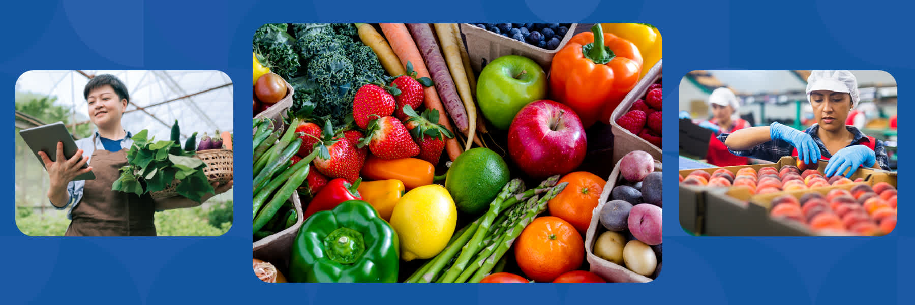 Images of woman in green house with basketful of vegetables looking at table, a woman sorting boxes of peaches on a production line, and a large colorful image of assorted fruits and vegetables