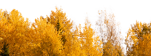 seasonal-background-fall seasonal-background-fall