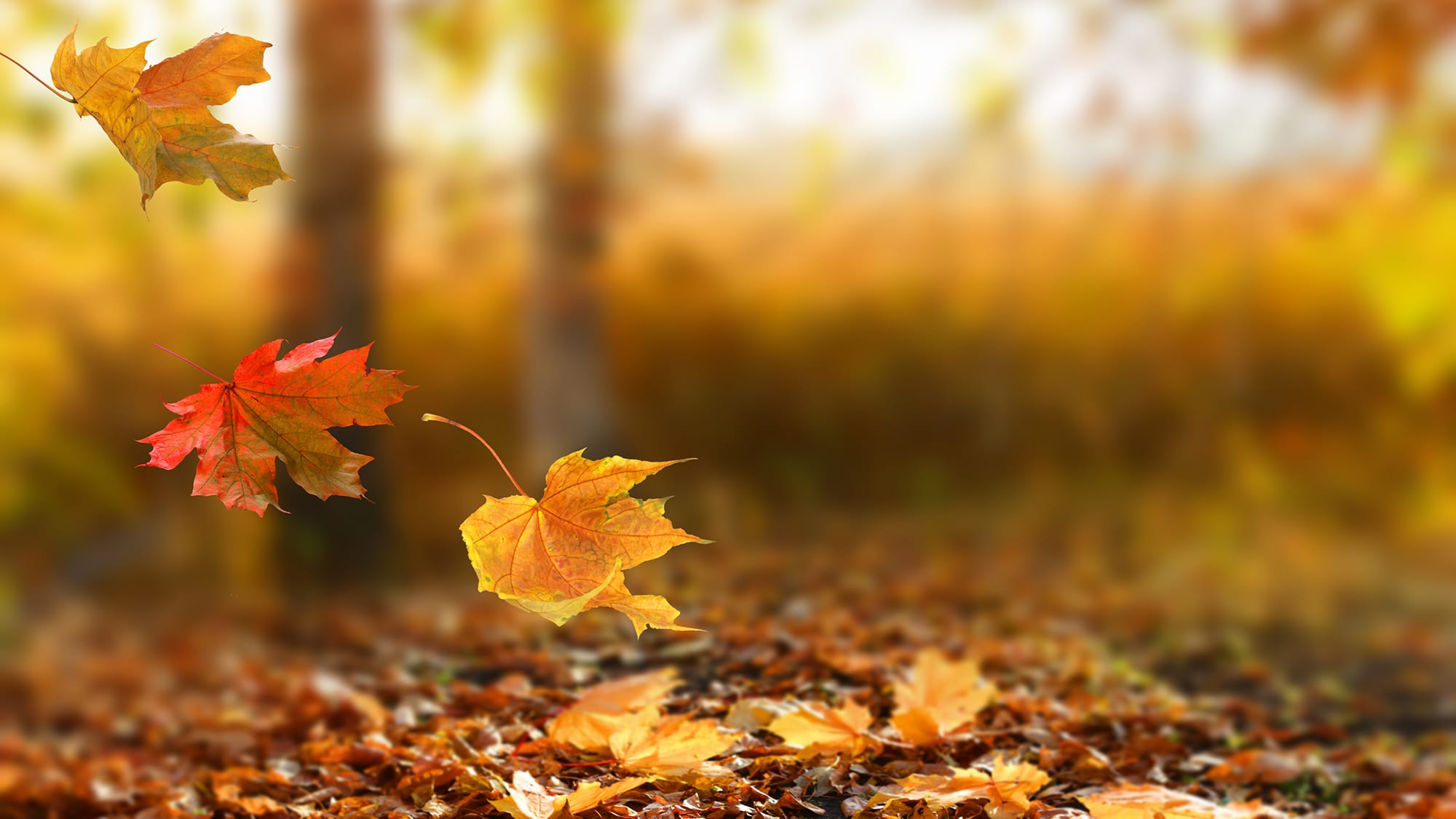 carrier-rentals-creating-fall-checklist-articles