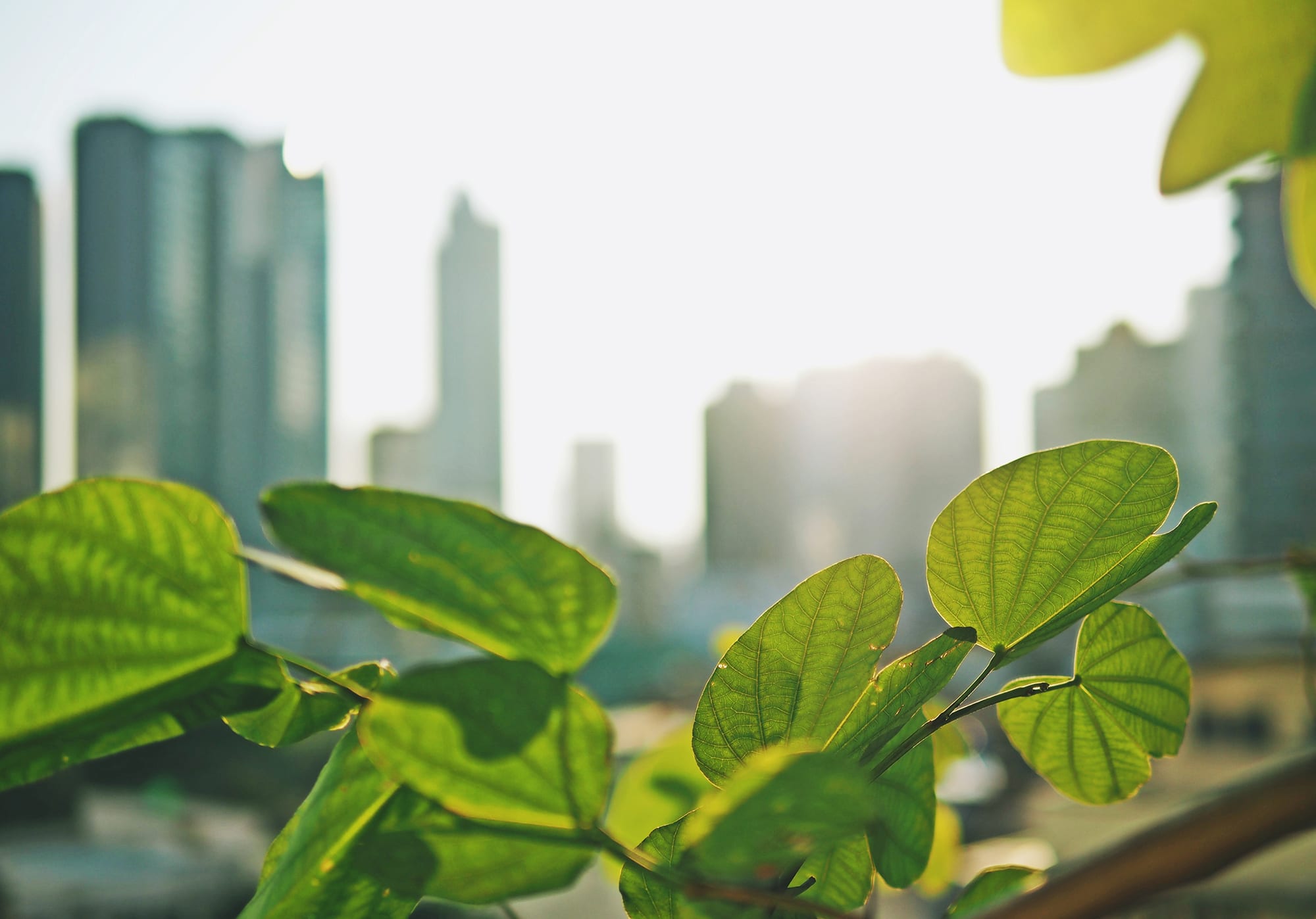 city-and-nature_c