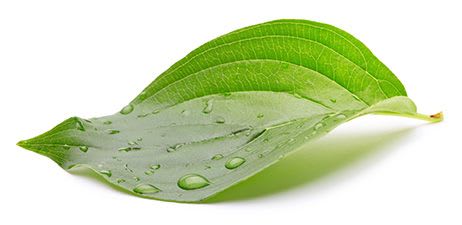 geothermal-green-leaf