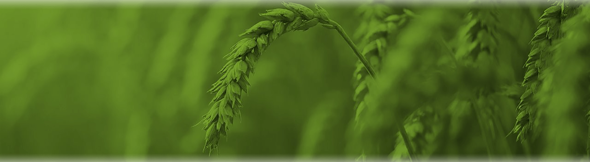 green-wheat-and-grass