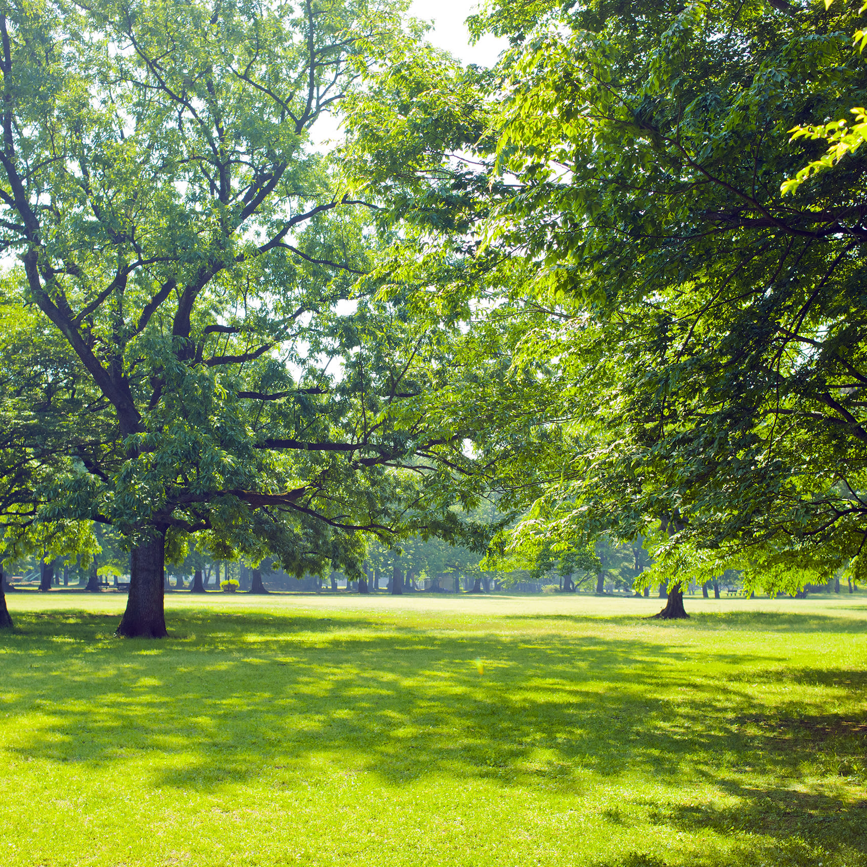 grass and trees environment