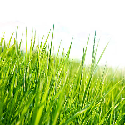 sustainability-grass-400x400