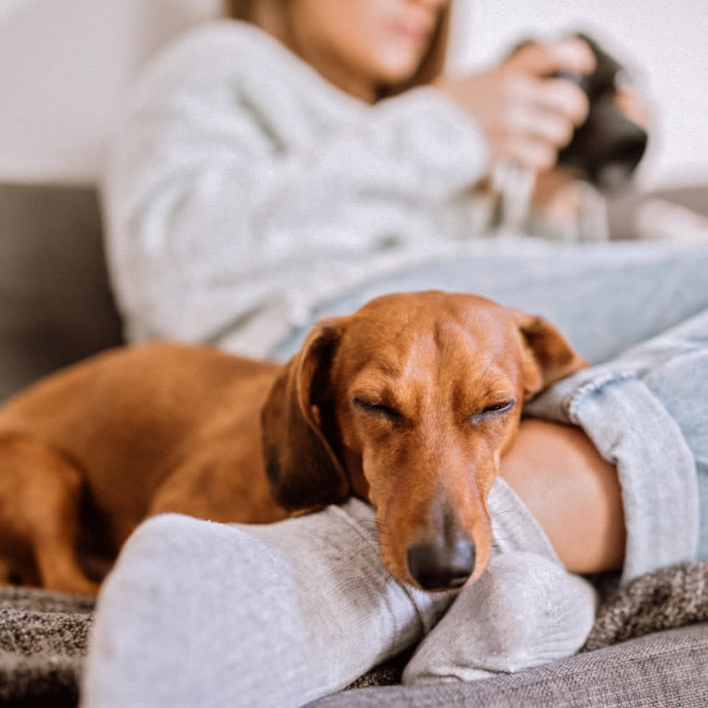 dog-sleeping-on-womans-leg-mb