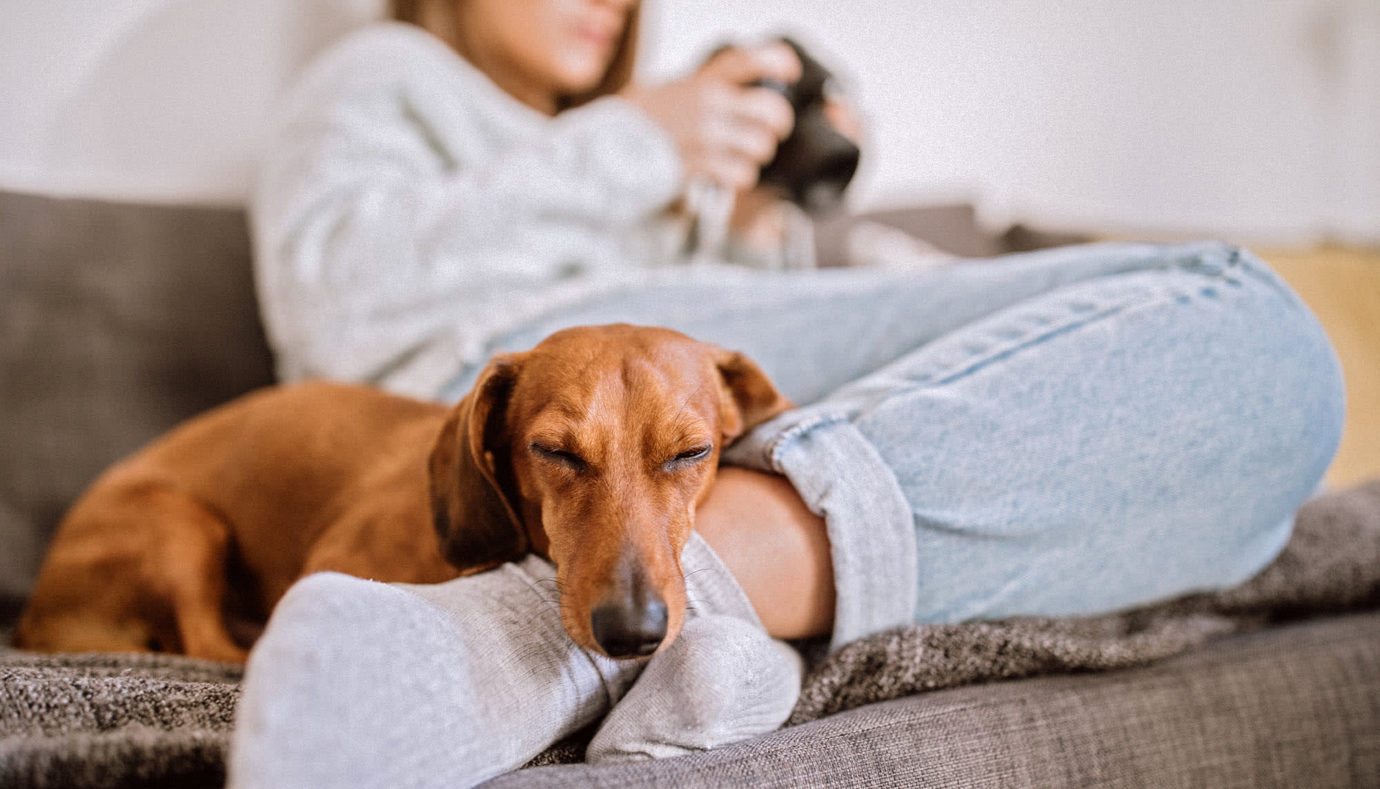 dog-sleeping-on-womans-leg