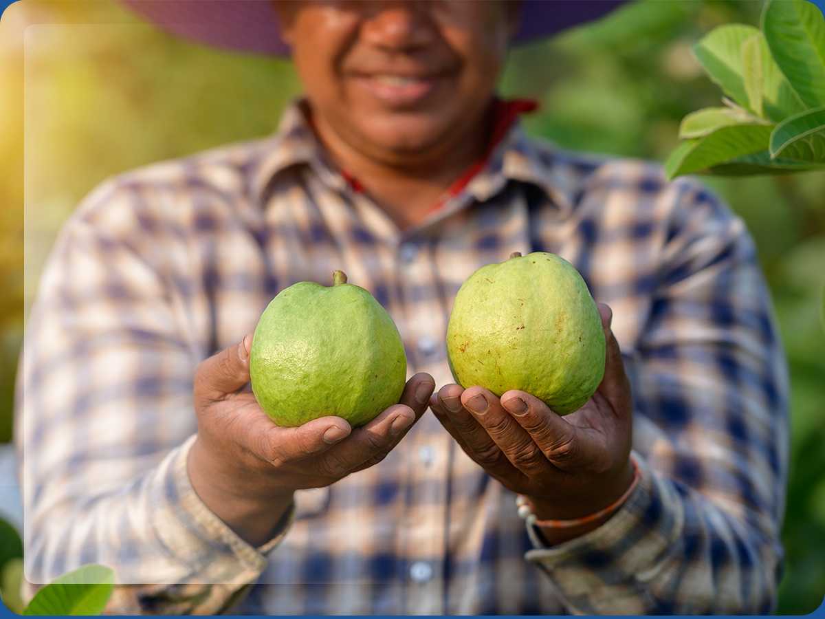 Farmer holding green apples