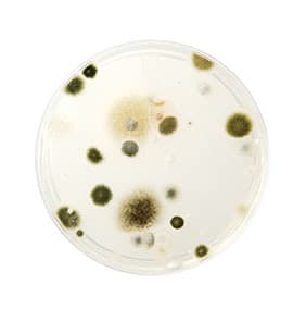 mold-and-microbes-caused-by-poor-indoor-air-quality