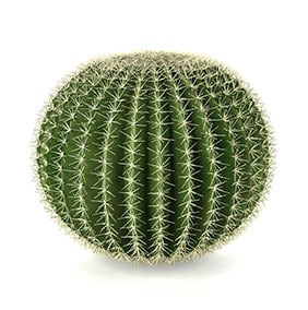 cactus-in-circular-shape