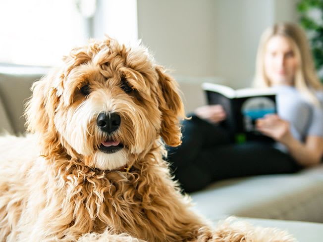 golden-doodle-puppy-on-couch-with-woman-reading_4-3