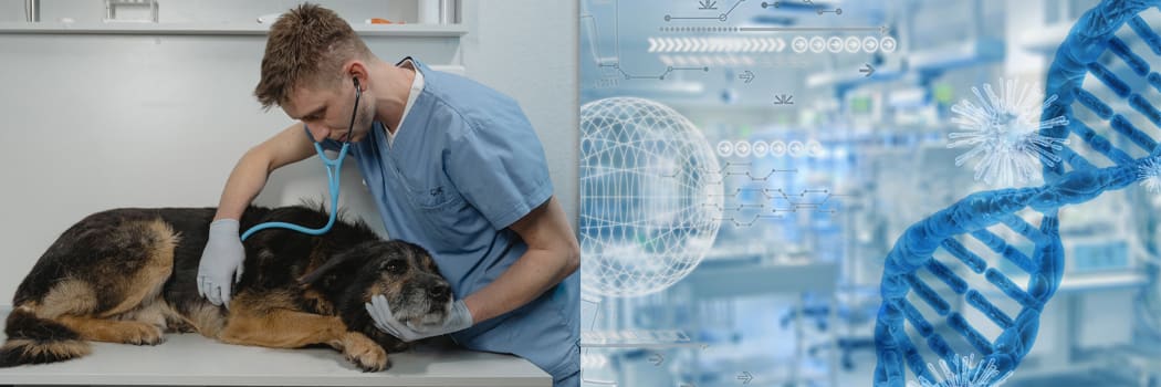 Veterinarian listening to dog with stethoscope; life sciences graphic