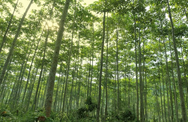 green-forest