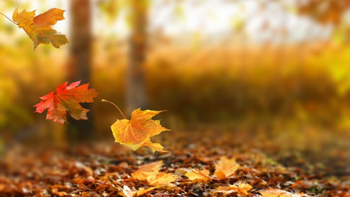 carrier-rentals-creating-fall-checklist-articles