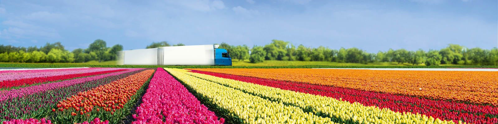 field-of-flowers_c