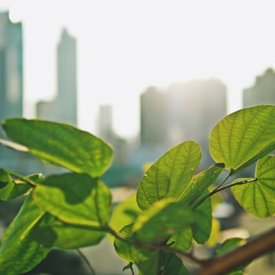 city-and-nature_sq
