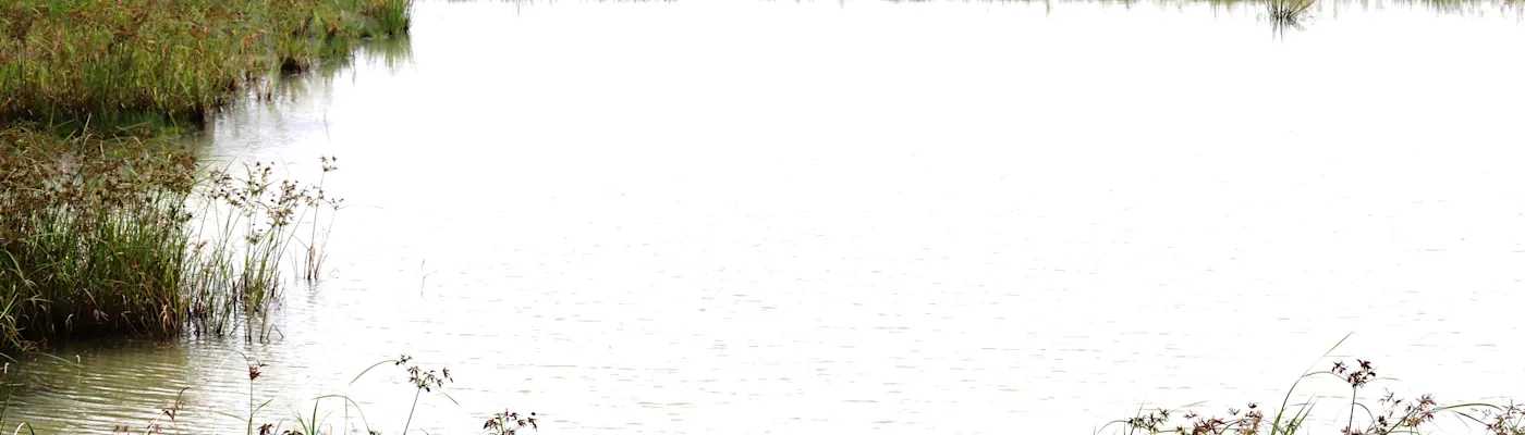 Rejuvenating-and-Desilting-Bandhalli-Doddakere-Lake