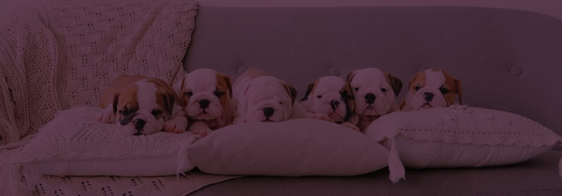 puppies-on-couch