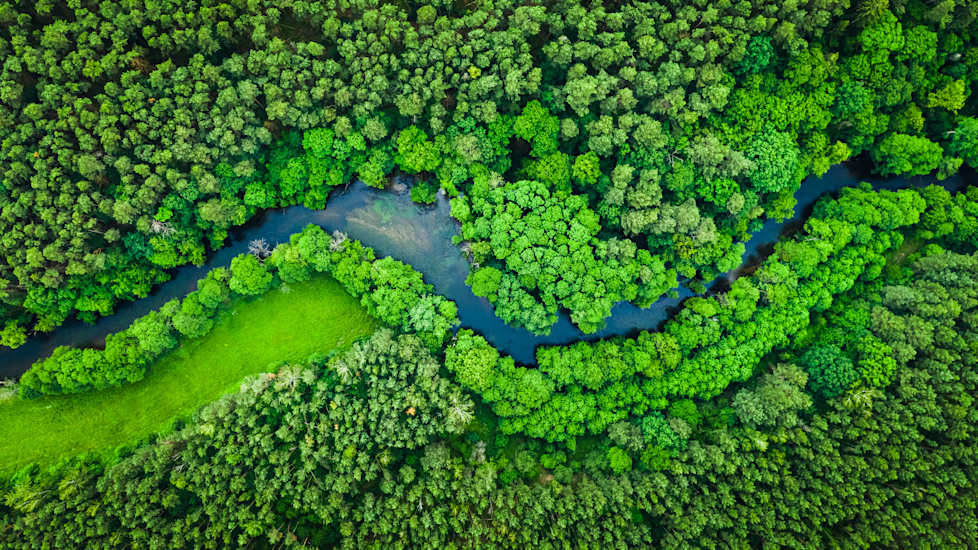 trees_aerial_291096115